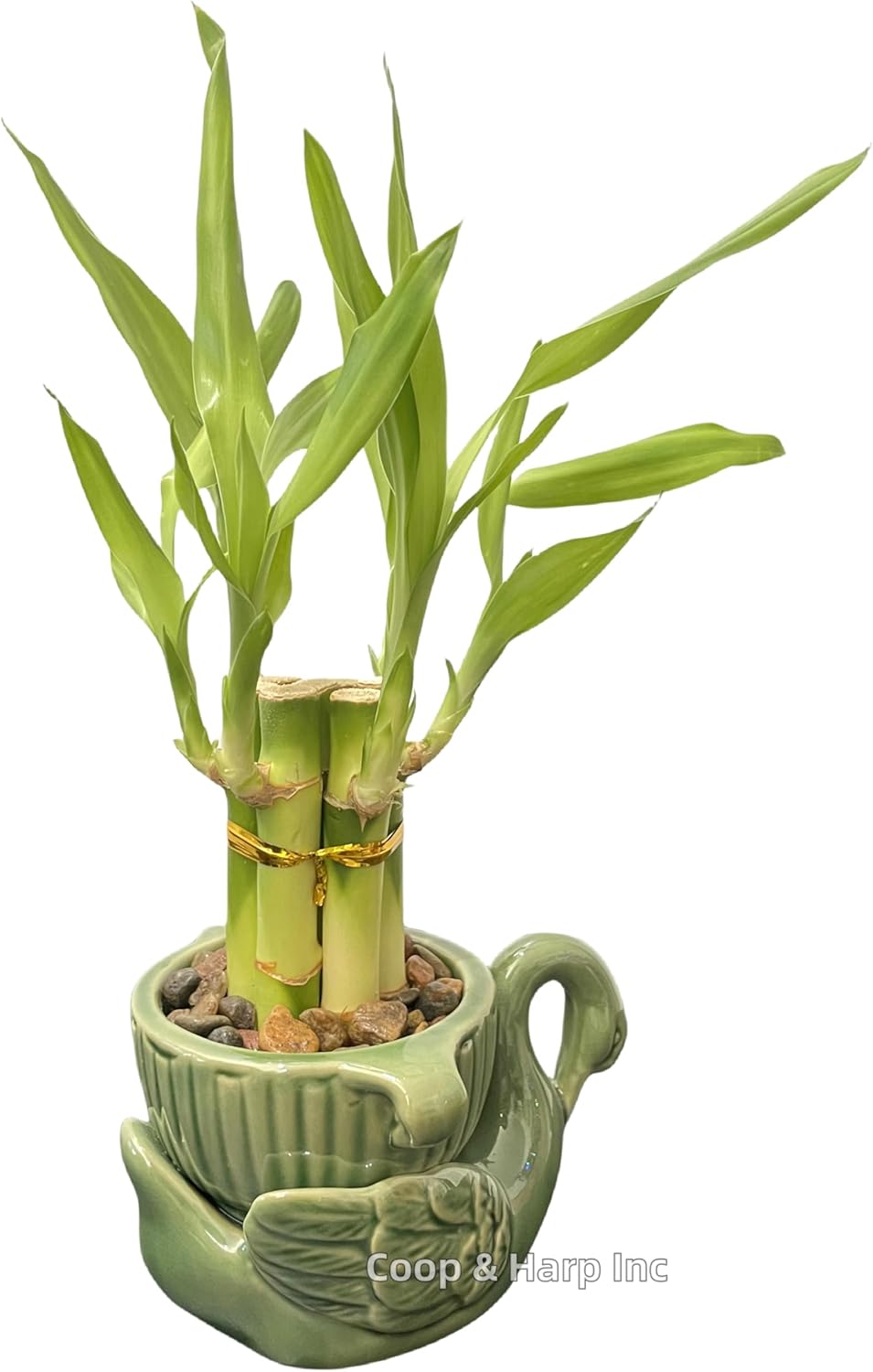 6-Stalk of 4" Small Lucky Bamboo Live Indoor Plant with Ceramic Vase, Live Indoor Lucky Bamboo for