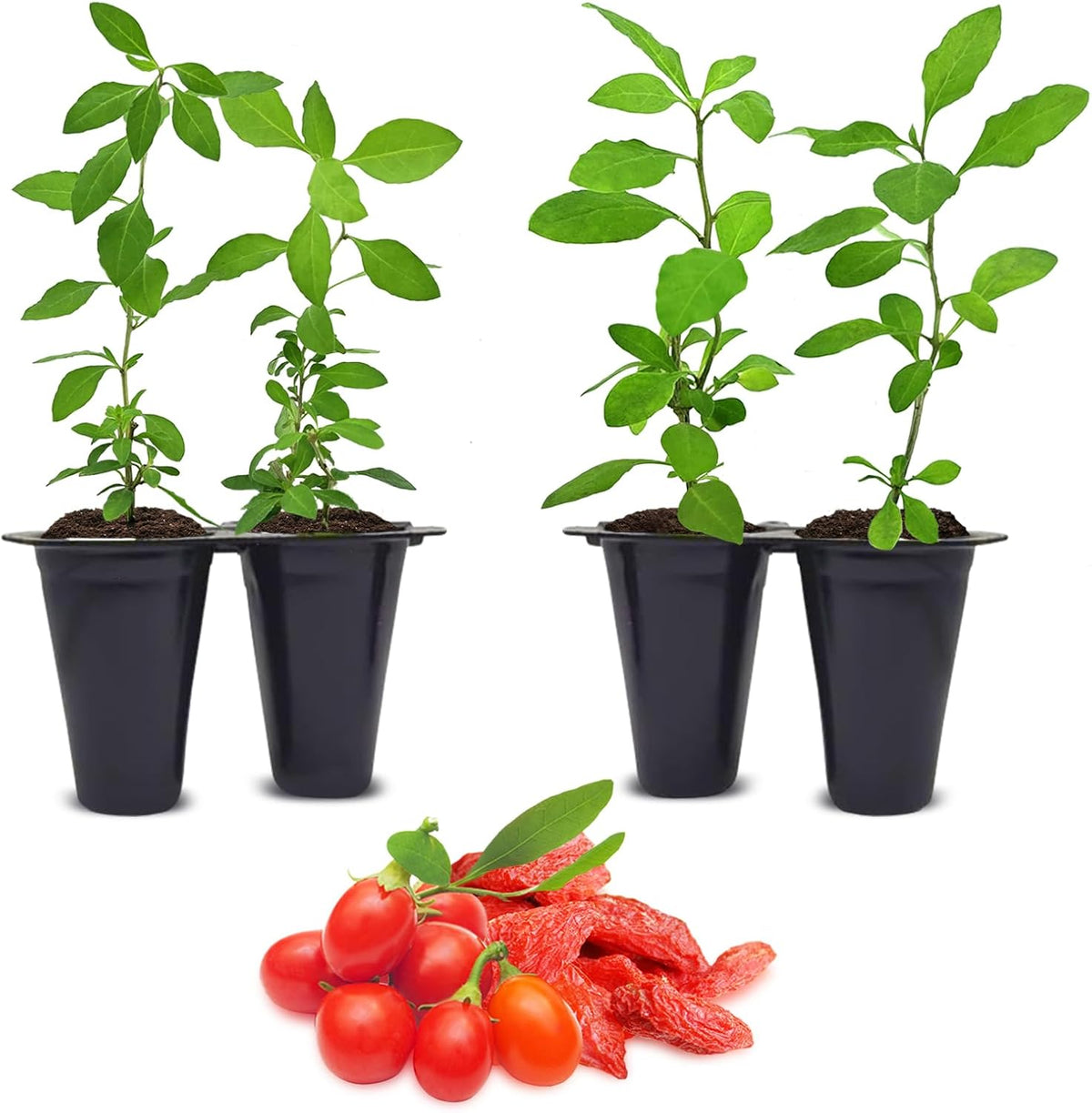 Goji Berry (Wolfberry) Plants (4 Pack) –Rare Berry Variety, Cold-Hardy to -10°F, Drought-Tolerant