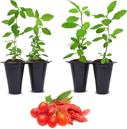 Goji Berry (Wolfberry) Plants (4 Pack) –Rare Berry Variety, Cold-Hardy to -10°F, Drought-Tolerant