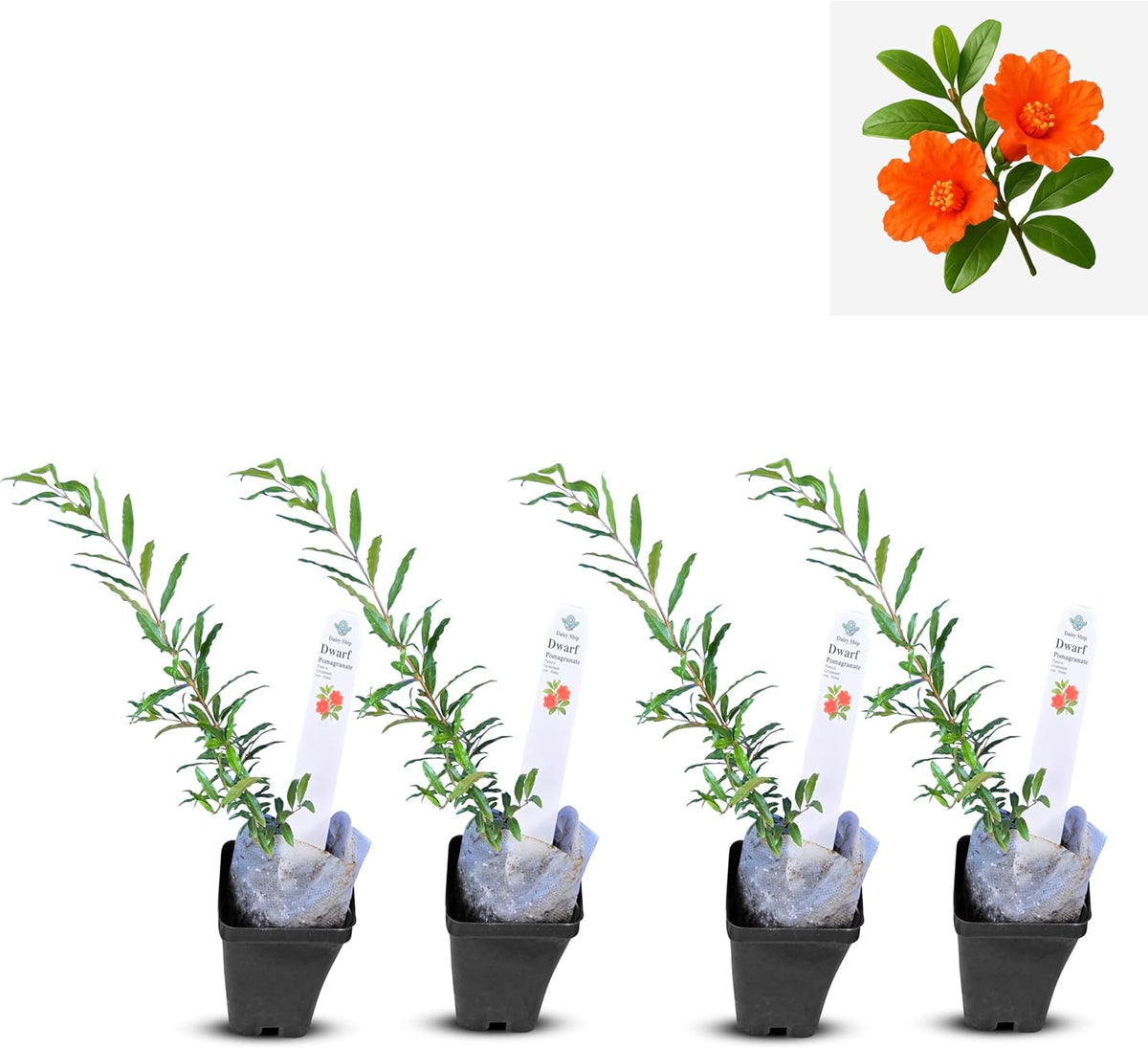 Live Dwarf Pomegranate Plant (Punica Granatum) - Compact, Ornamental Fruit Bearing Shrub