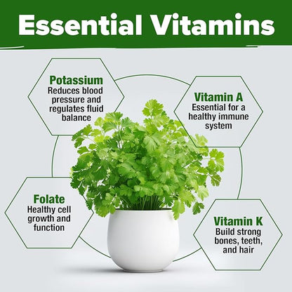 HOME GROWN 𝗨𝗦𝗔 𝗣𝗥𝗘𝗠𝗜𝗨𝗠 500+ Cilantro Seeds for Planting Indoors or Outdoors - Heirloom