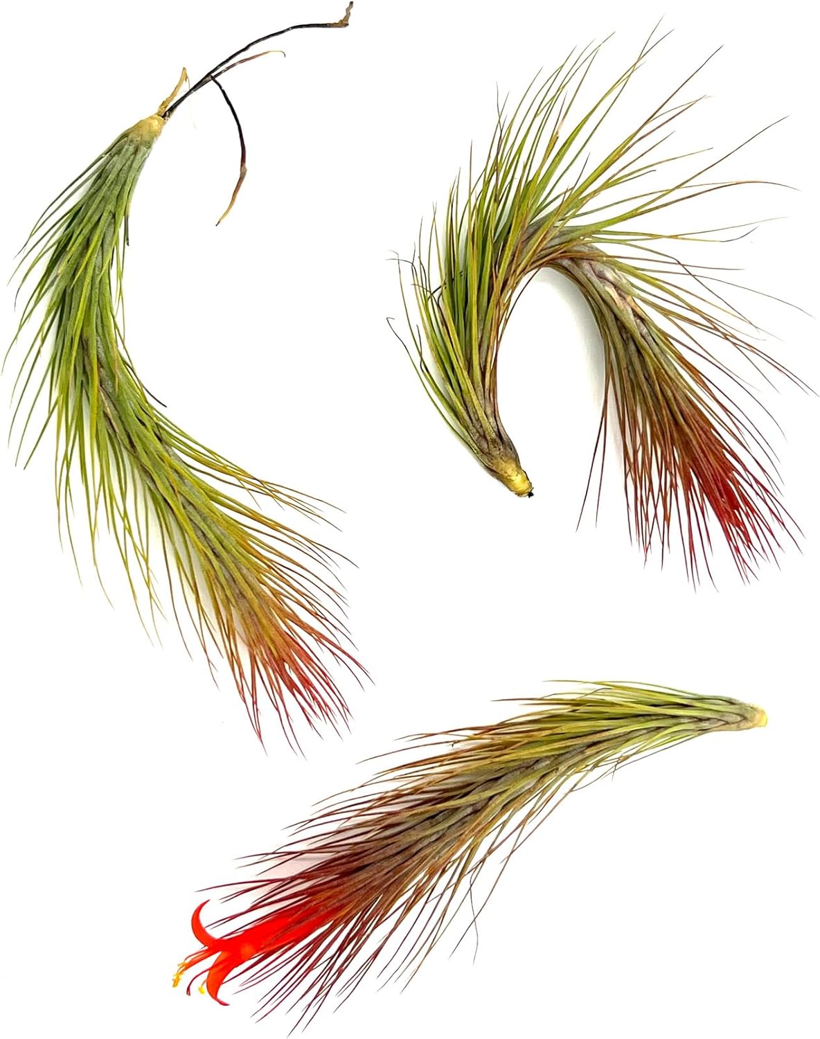 ragnaroc Air Plants - Tillandsia Funckiana Hybrid, Large 5-7" - 3ct - Live Arrival Guaranteed