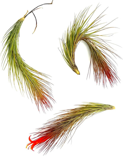ragnaroc Air Plants - Tillandsia Funckiana Hybrid, Large 5-7" - 3ct - Live Arrival Guaranteed