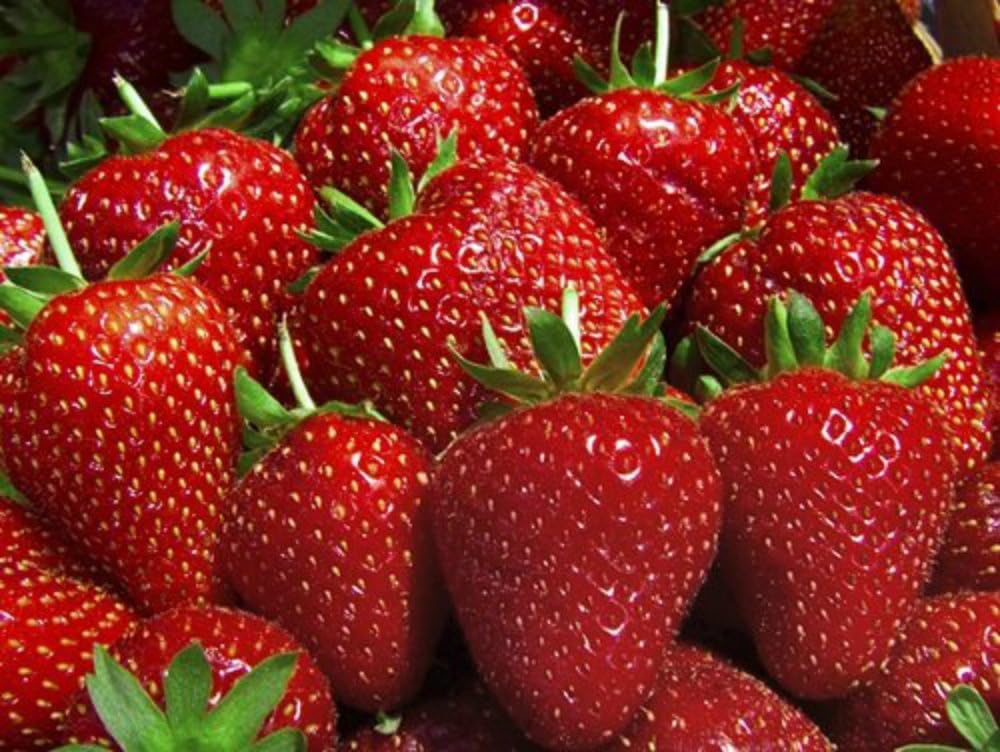 10 Evie Everbearing Strawberry Plants