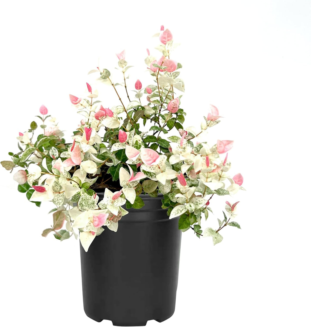Asiatic Jasmine 'Snowcap' | 1 Large Gallon Size Plant | Trachelospermum Asiaticum Snowcap |