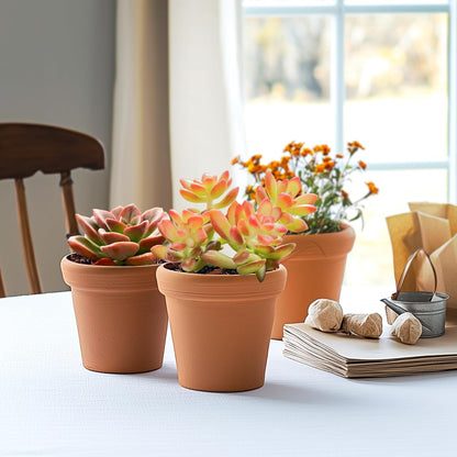 2" Live Succulent 'Sedum adolphii Shooting Stars', Rare Succulent Plants Fully Rooted in Pots