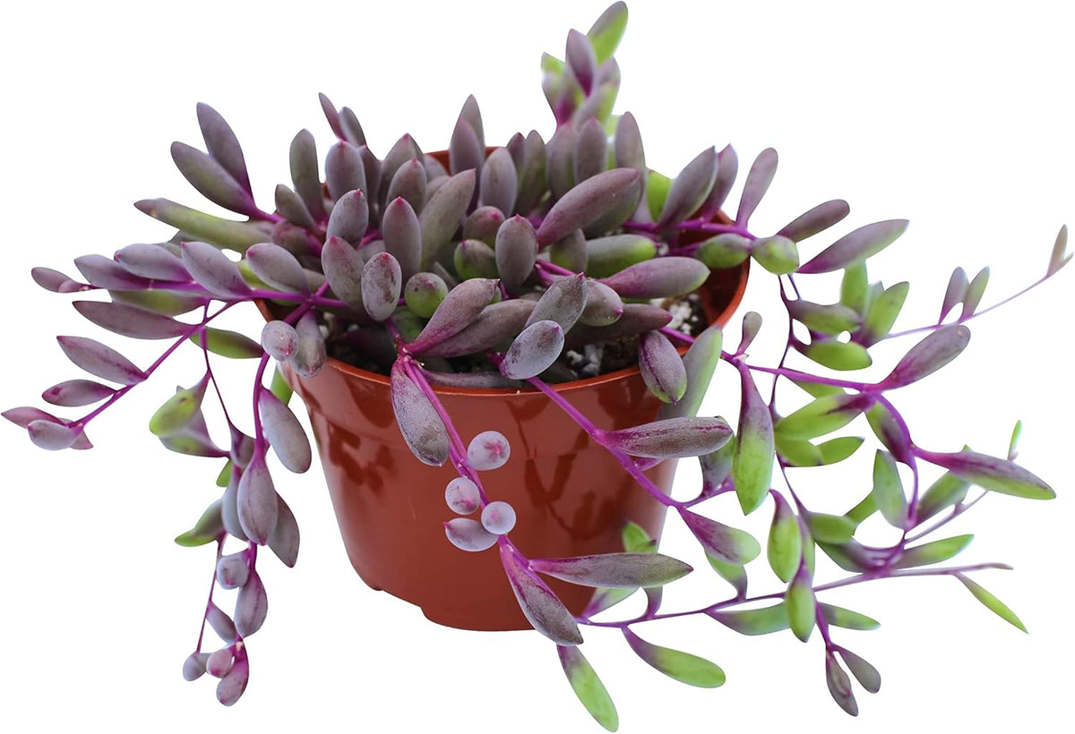 Live Succulent 4" Othonna Capensis Ruby Necklace, Succulents Plants Live, Succulent Plants Fully