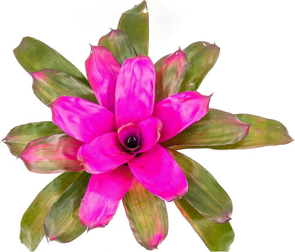 ragnaroc Live Plants – Bromeliad Neoregelia Tatiana, 8-12" in 6" Pot - 1ct - Live Arrival