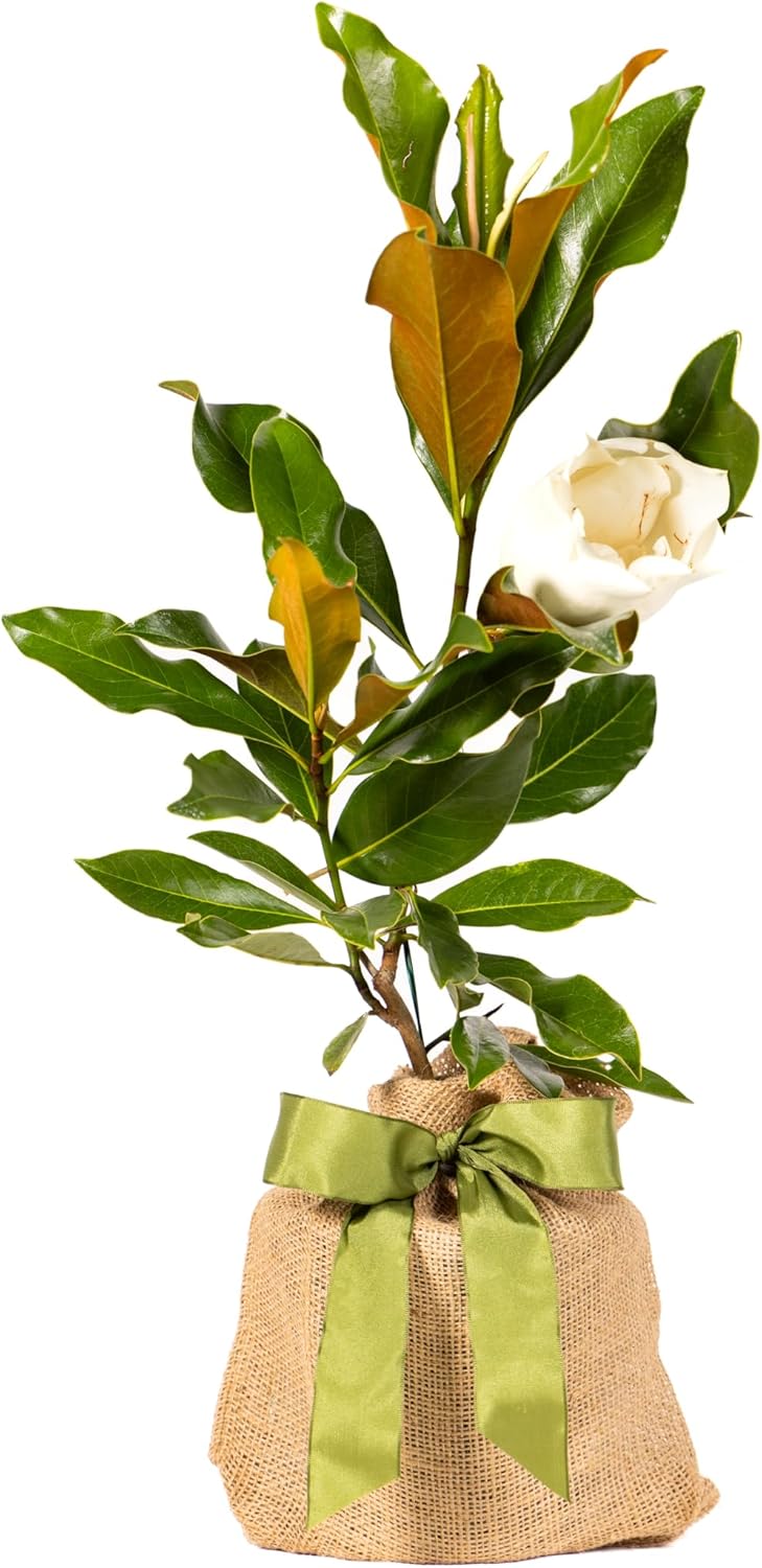 Southern Magnolia Sympathy Gift Tree by The Magnolia Company - Get Beautiful and Fragrant Flowers