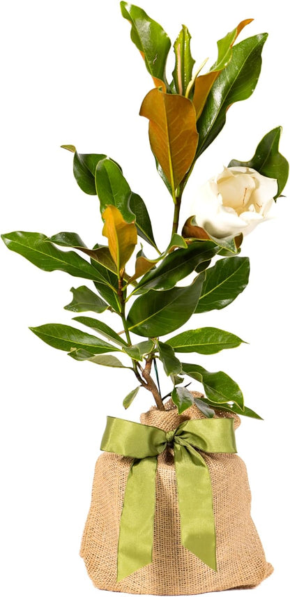 Southern Magnolia Sympathy Gift Tree by The Magnolia Company - Get Beautiful and Fragrant Flowers
