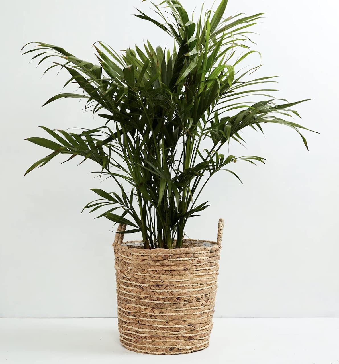 American Plant Exchange Live Cat Palm – 6-Inch Pot – Tropical Houseplant with Soft Arching Green