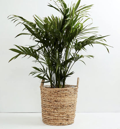 American Plant Exchange Live Cat Palm – 6-Inch Pot – Tropical Houseplant with Soft Arching Green