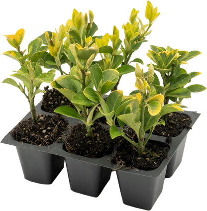 6 Golden Euonymus Shrubs | Live Plants in 2.5-inch Nursery Cubes | Japonica ‘Aureo-Marginatus’