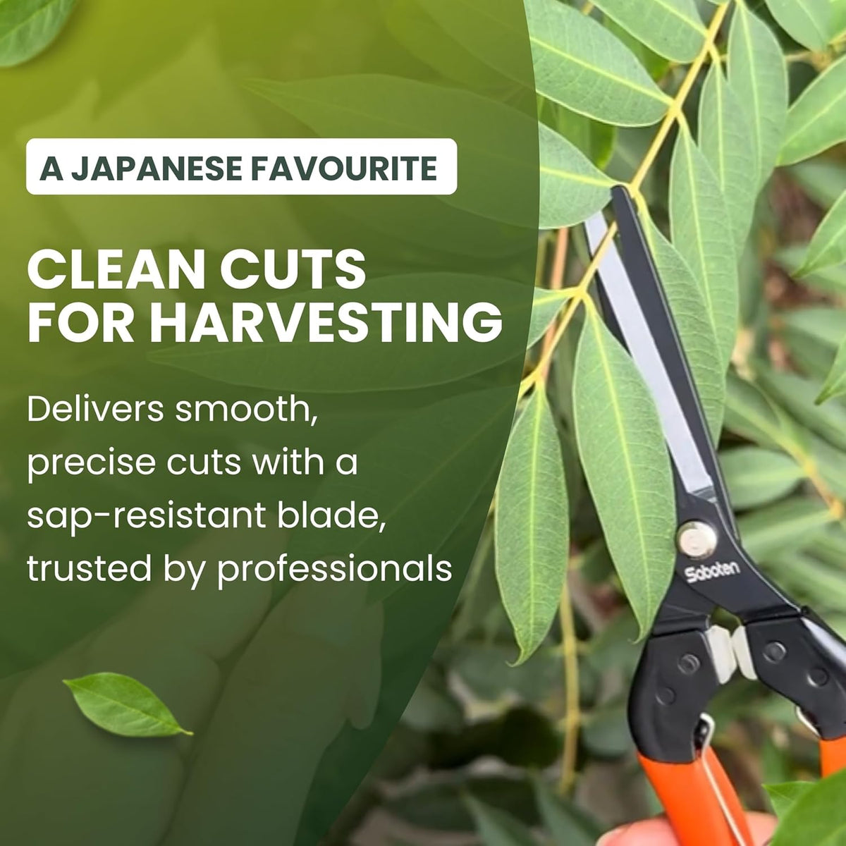 Saboten 7.9" Professional Japanese Harvesting Shears – Straight Blade, Stainless Steel with