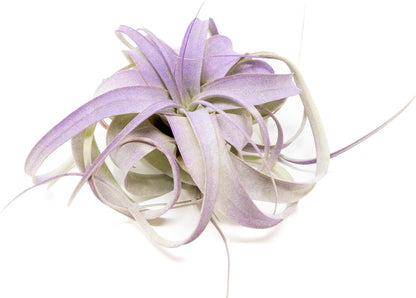 Purple Colorful Tillandsia Air Plants - Long Lasting Color Enhanced Live Tillandsia Succulent House