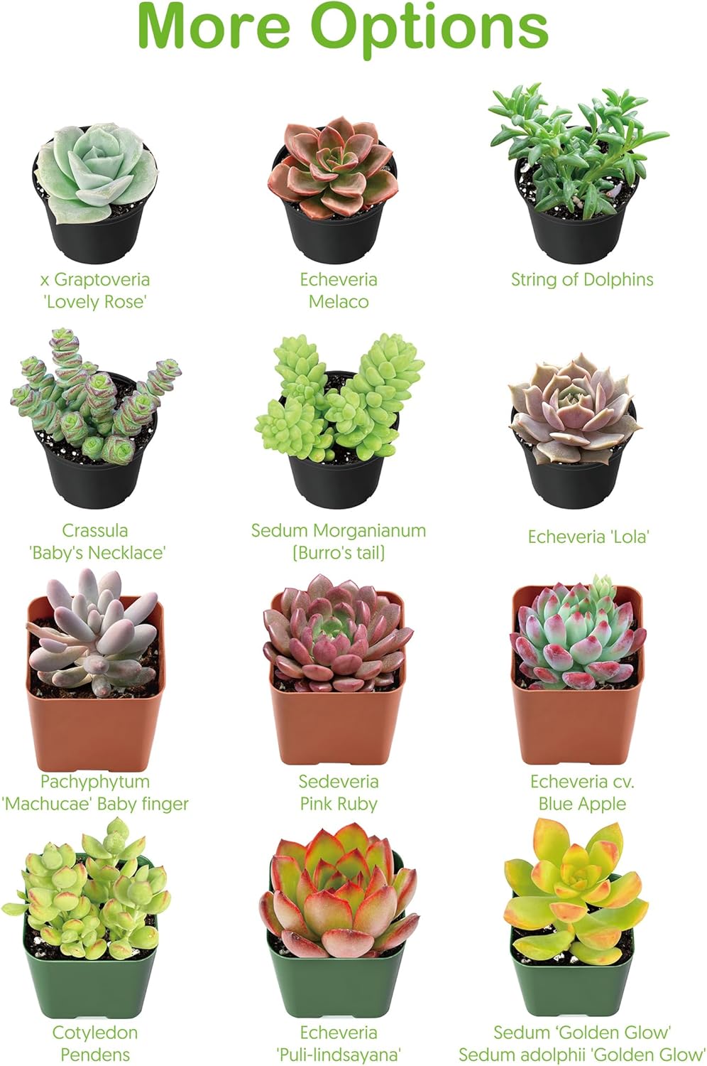 2" Live Succulent 'Trumpet Jade', Rare Succulent Plants Fully Rooted in Pots, Unique House Plant