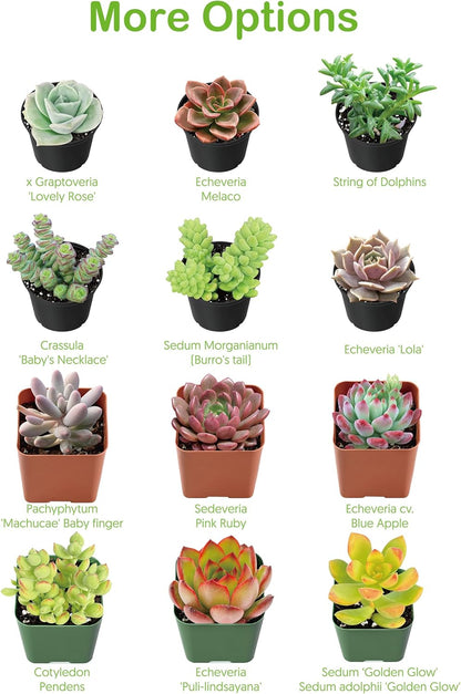 2" Live Succulent 'Trumpet Jade', Rare Succulent Plants Fully Rooted in Pots, Unique House Plant