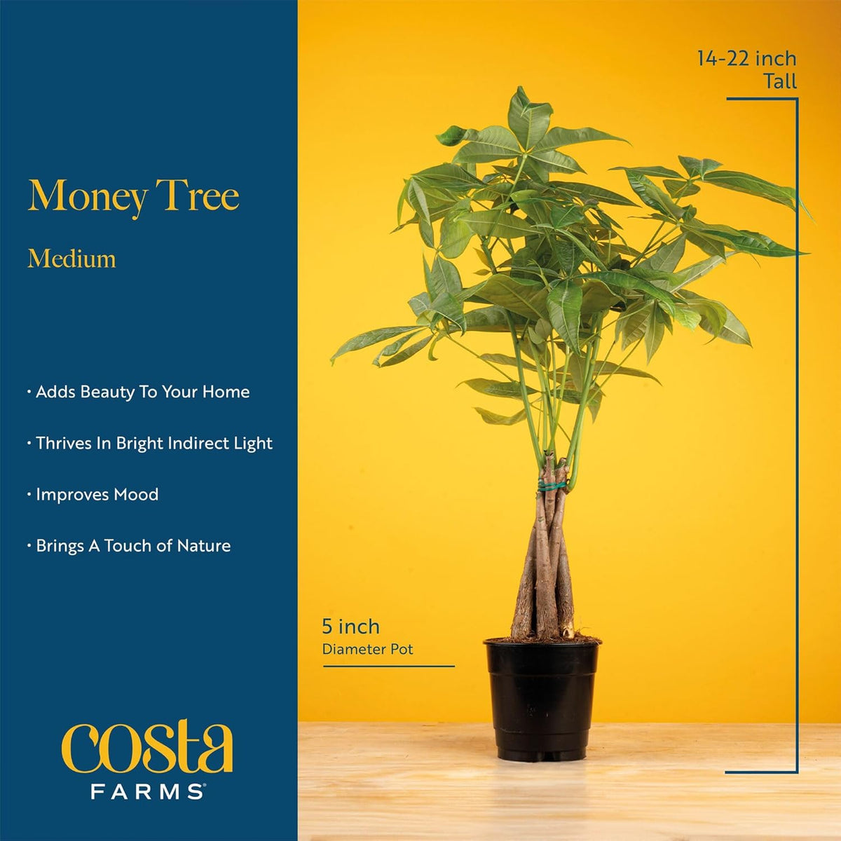 Costa Farms Money Tree Live Plant | 12-16 Inches Tall Bonsai | Easy to Grow Indoor Houseplant in