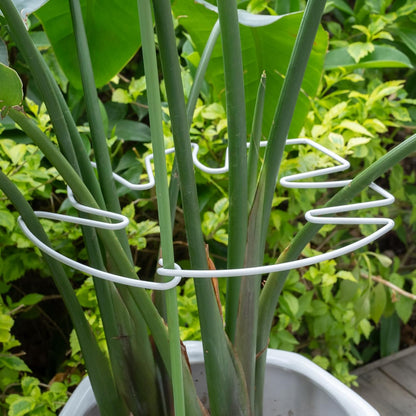 5PCS Monstera Plant Stem Support White 9 * 7.6in - Durable Stake Holder for Indoor Climbing Plants