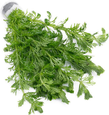 SubstrateSource Live Aquarium Stem Plants - Freshwater Aquatic Plant for Fish Tanks, Aquascaping