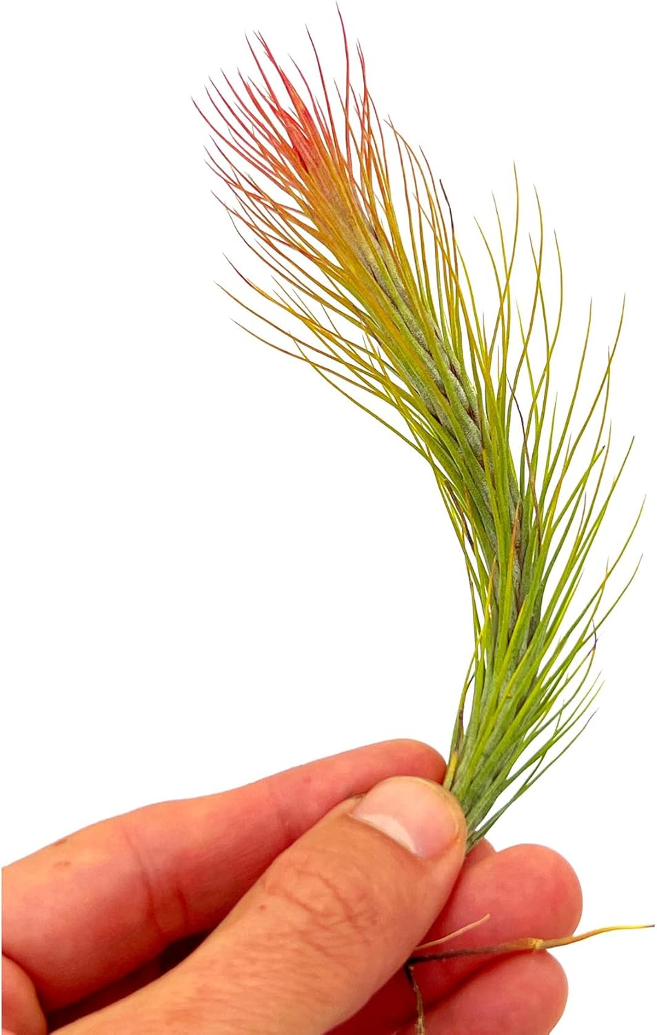 ragnaroc Air Plants - Tillandsia Funckiana Hybrid, Large 5-7" - 1ct - Live Arrival Guaranteed