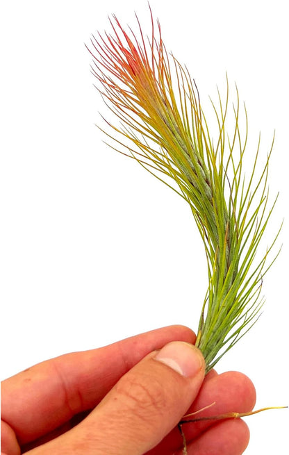 ragnaroc Air Plants - Tillandsia Funckiana Hybrid, Large 5-7" - 1ct - Live Arrival Guaranteed