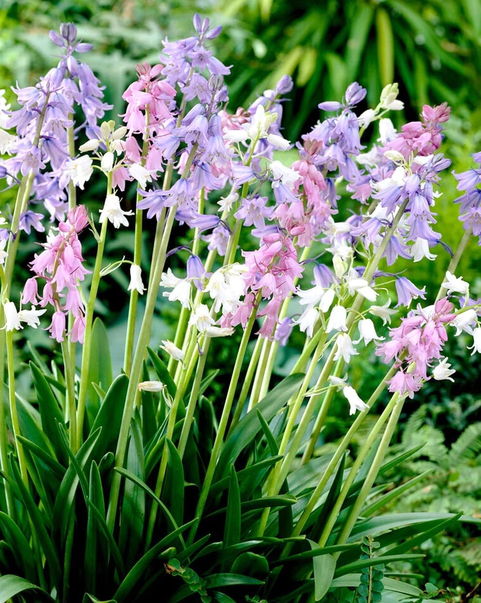 Spanish Bluebell Mixture - Perennial Spanish Bluebells (Wood Hyacinth) Bulbs for Planting | Spring