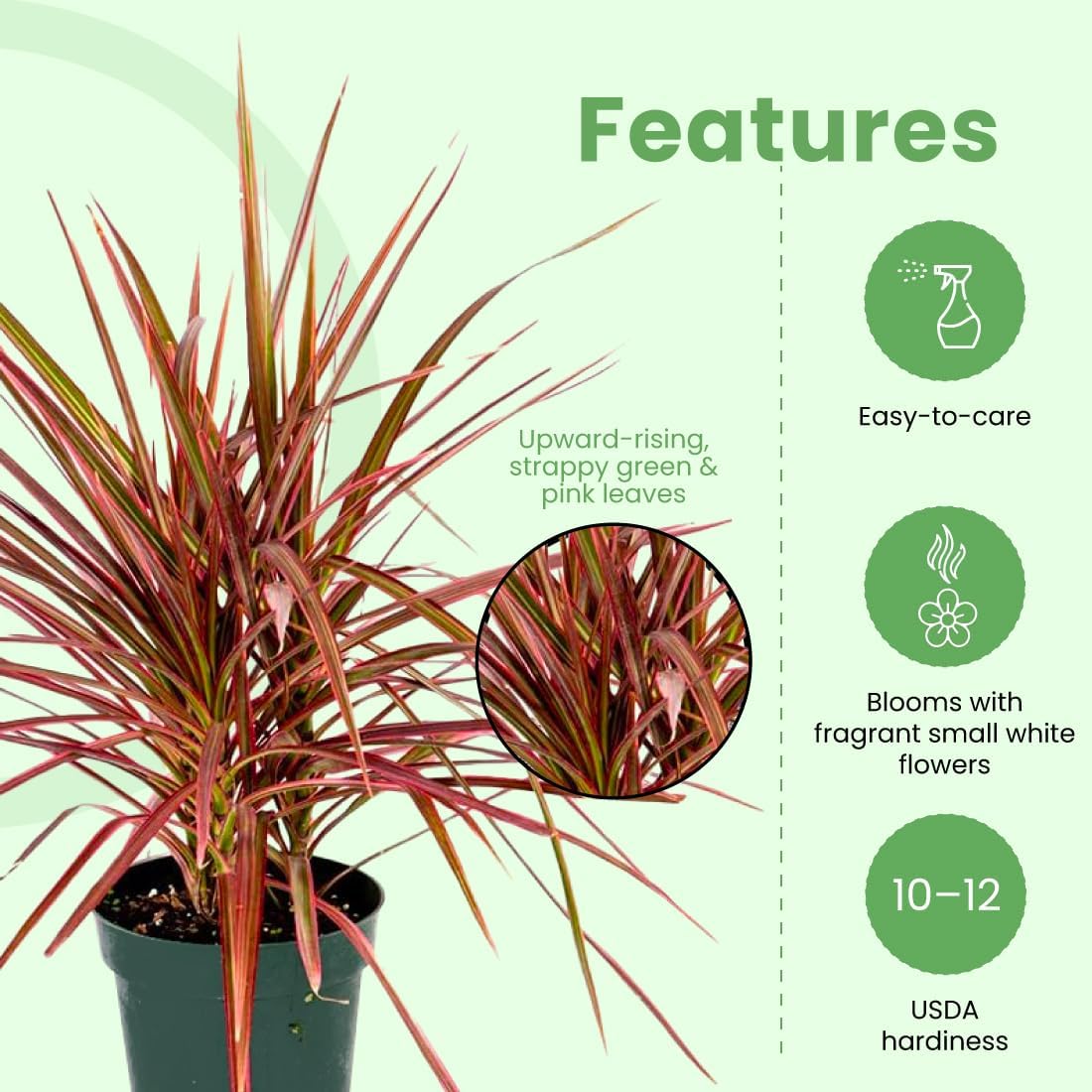 American Plant Exchange Dracaena 'Colorama' – 6-Inch Pot – Live Colorful Houseplant with Pink and