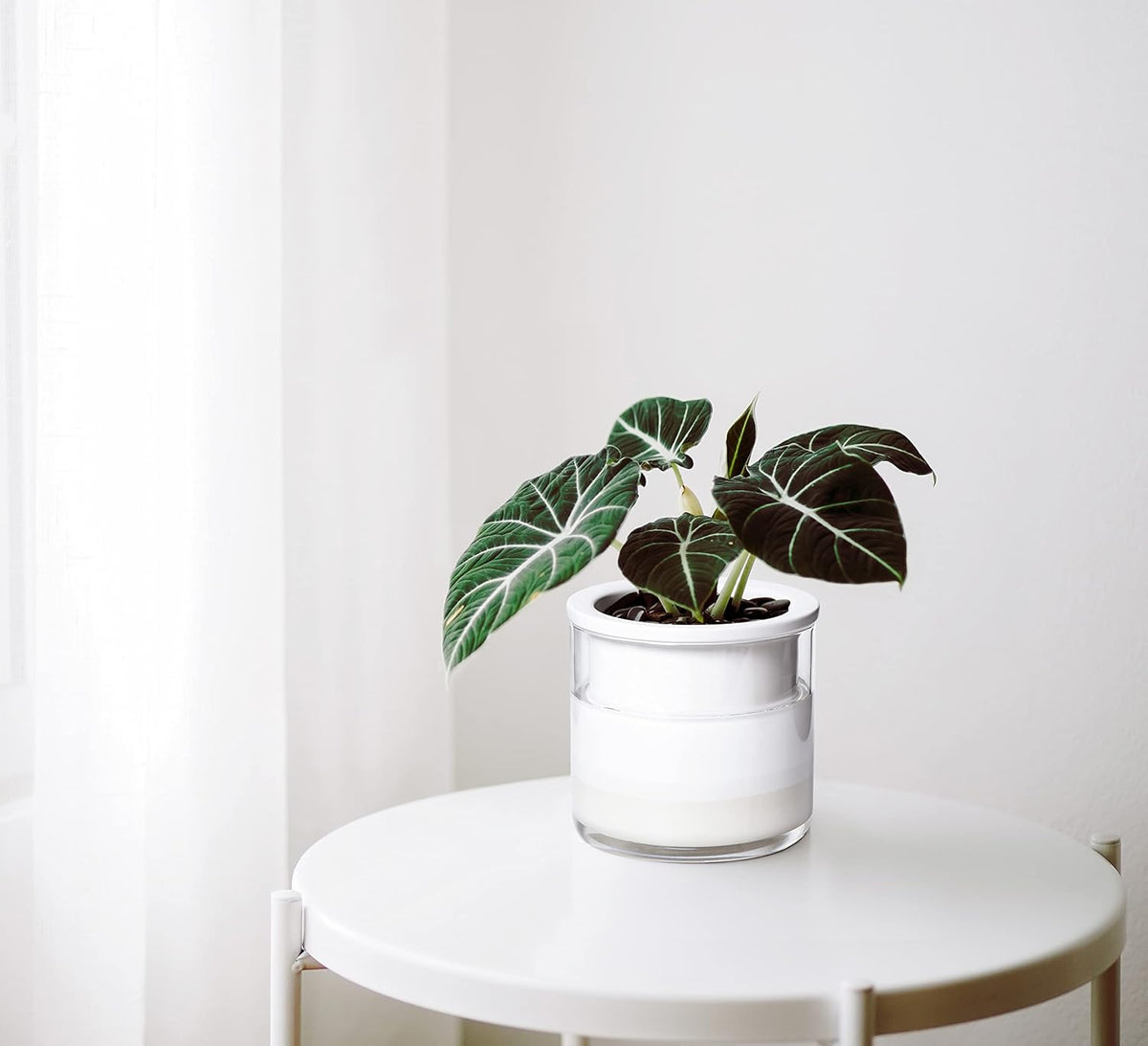 Phoenix Vine 4 Inch Self Watering Planter Pot, Design White Terracotta Pots for Plants, Indoor