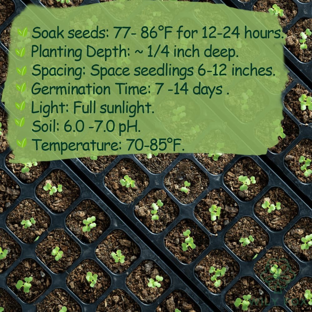 Rare Moringa Seeds - 30 Seeds for Planting | Non-GMO, Heirloom, Fast-Growing Drumstick Tree Seeds |