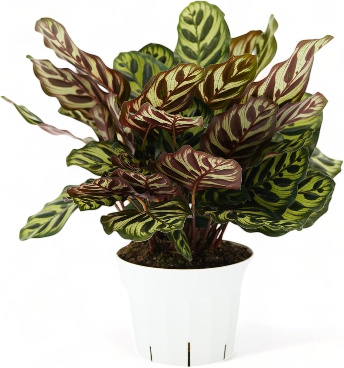 Calathea Peacock Live Plant - Air Purifier and Home Decor | Colorful Indoor Plants Live Houseplant