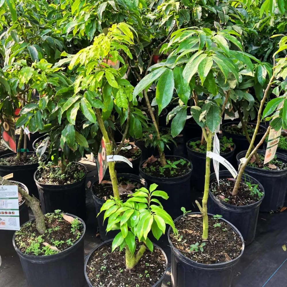 Lychee Tree Live Plant, 3 Gallon Pot, Grafted Lychee Tree, 3-4 Ft Tall Tropical Sweet Litchi Fruits