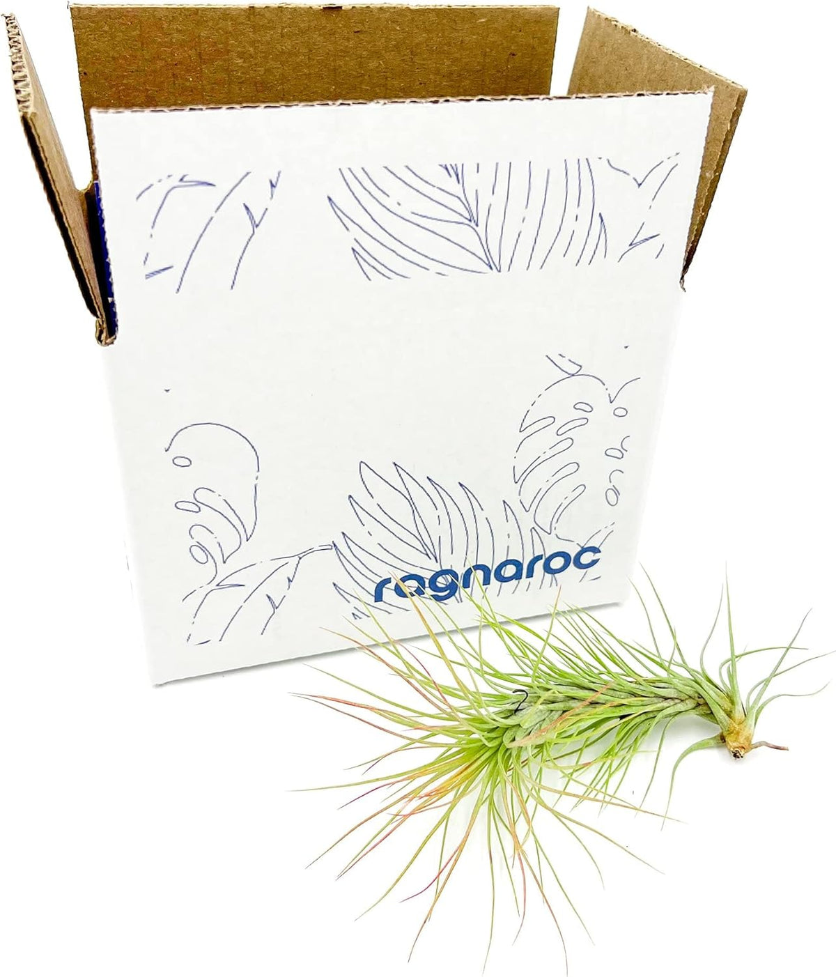 ragnaroc Air Plants - Tillandsia Funckiana, Large 5" - 1ct - Live Arrival Guaranteed - House Plants