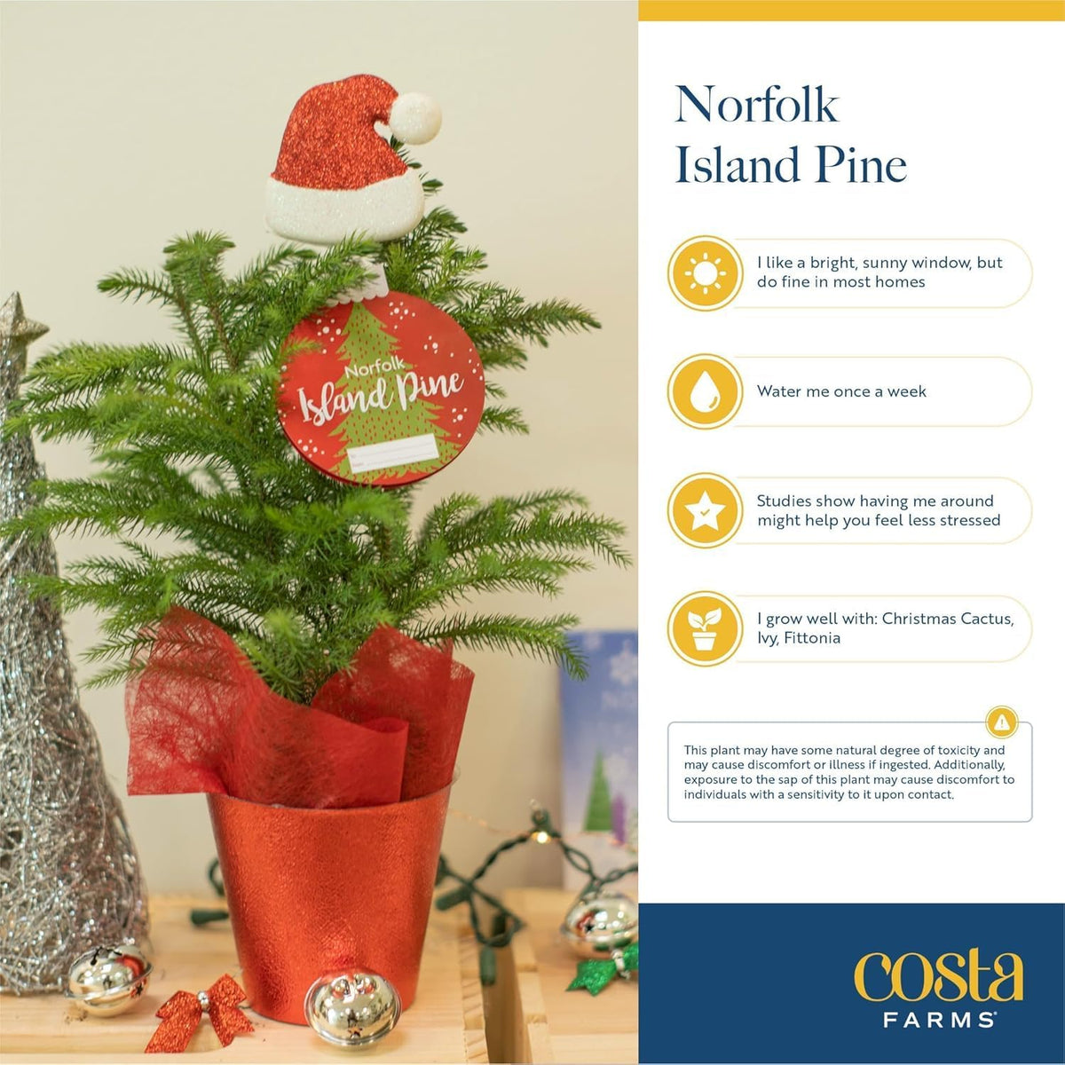 Costa Farms Live Christmas Tree, Large Norfolk Island Pine Live Plant in Plastic Pot, Indoor