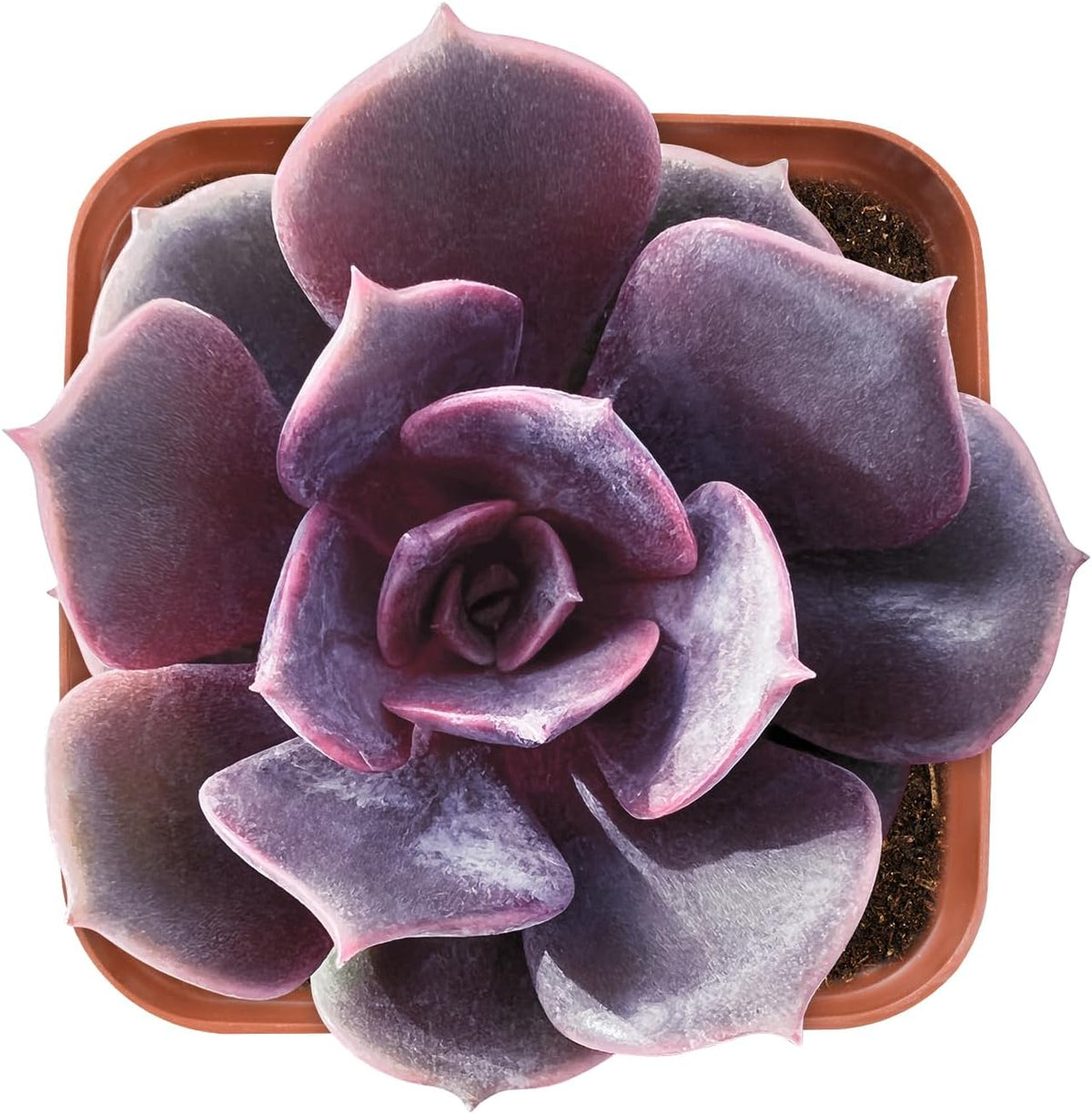 Live Succulent Echeveria Red Robe, Approx 2-inch Large, Potted Succulents, Fully Rooted, Easy Care