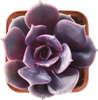 Live Succulent Echeveria Red Robe, Approx 2-inch Large, Potted Succulents, Fully Rooted, Easy Care