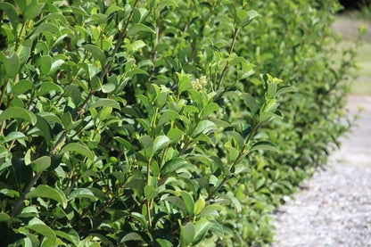 Sweet Viburnum | 12 Large 4 Inch Pots | Viburnum Odorotissimum | Live Plants | Fast Growing Privacy