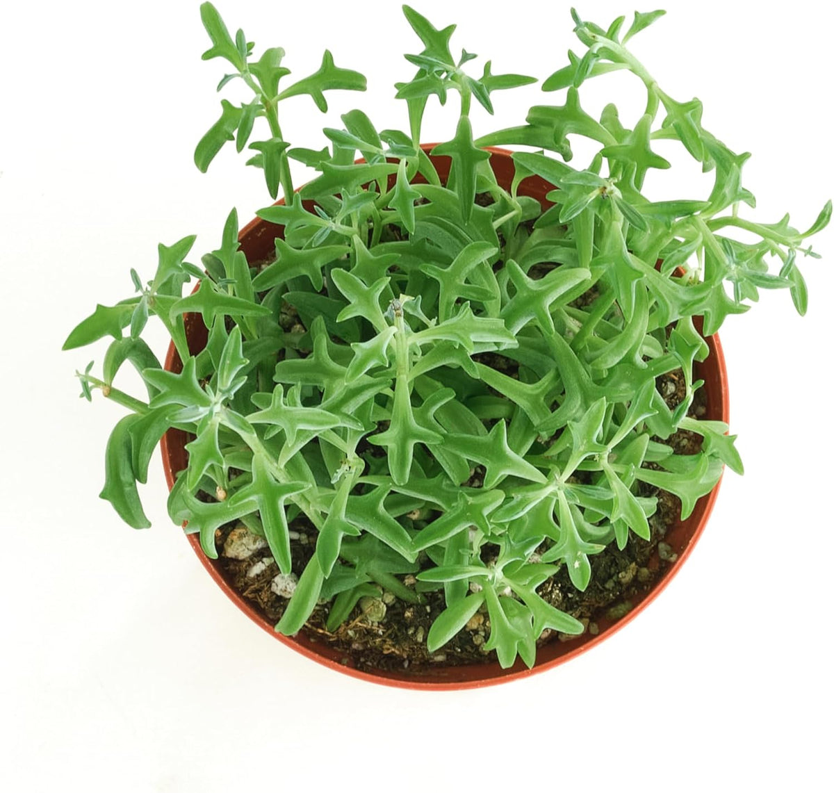 Shop Succulents String of Dolphins Hanging Succulent, Senecio Peregrinus, Fully Rooted Live 4"