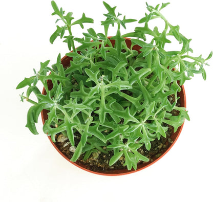 Shop Succulents String of Dolphins Hanging Succulent, Senecio Peregrinus, Fully Rooted Live 4"
