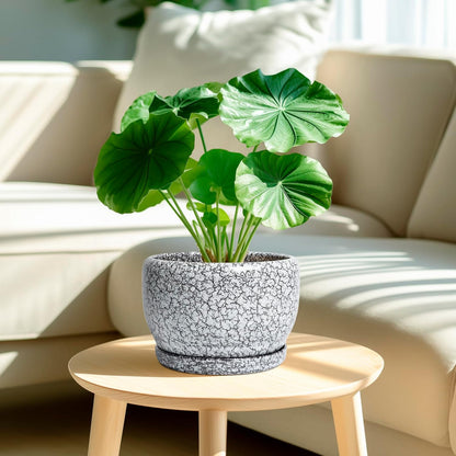 SQOWL 8 inch Plant Pot - Ceramic Planter with Drainage Hole and Saucer, Round Flower Pot for Indoor