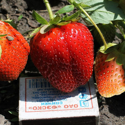 Seeds Giant Strawberry Fresca Everbearing Berries Indoor Non GMO Fruits for Planting