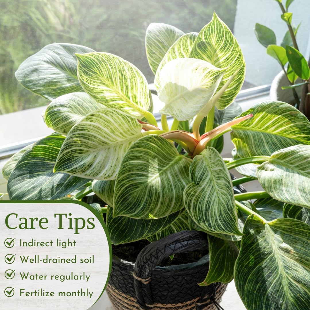 Philodendron Plant Live Exclusive Collection (4-Pack) – Rare Birkin, Gloriosum, Pink Princess &