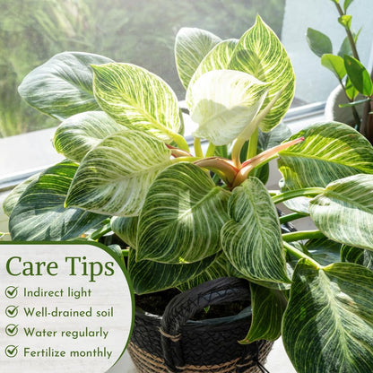 Philodendron Plant Live Exclusive Collection (4-Pack) – Rare Birkin, Gloriosum, Pink Princess &