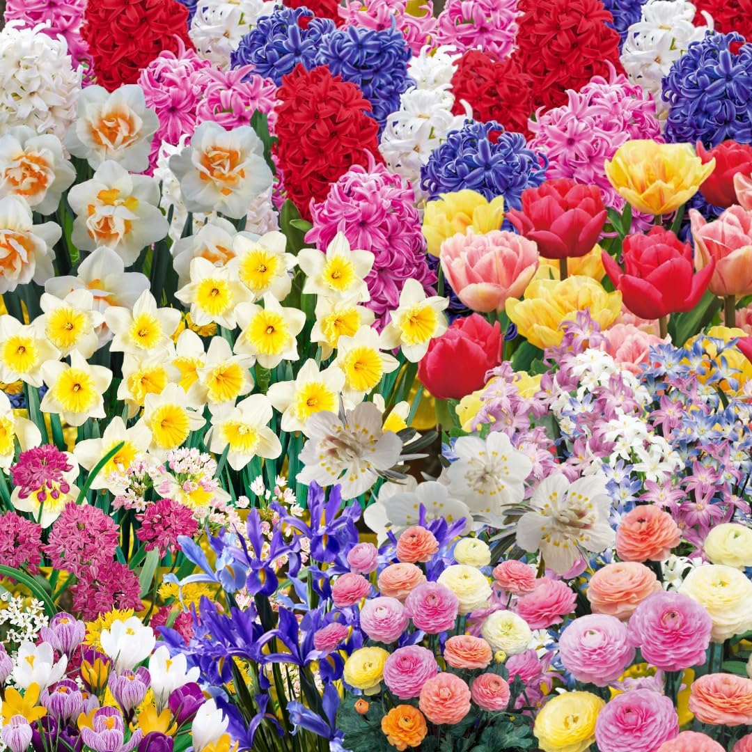 50 Mix Flowers Bulbs for Fall Planting, Perennial Flower Bulbs, Early Spring Flower to Plant