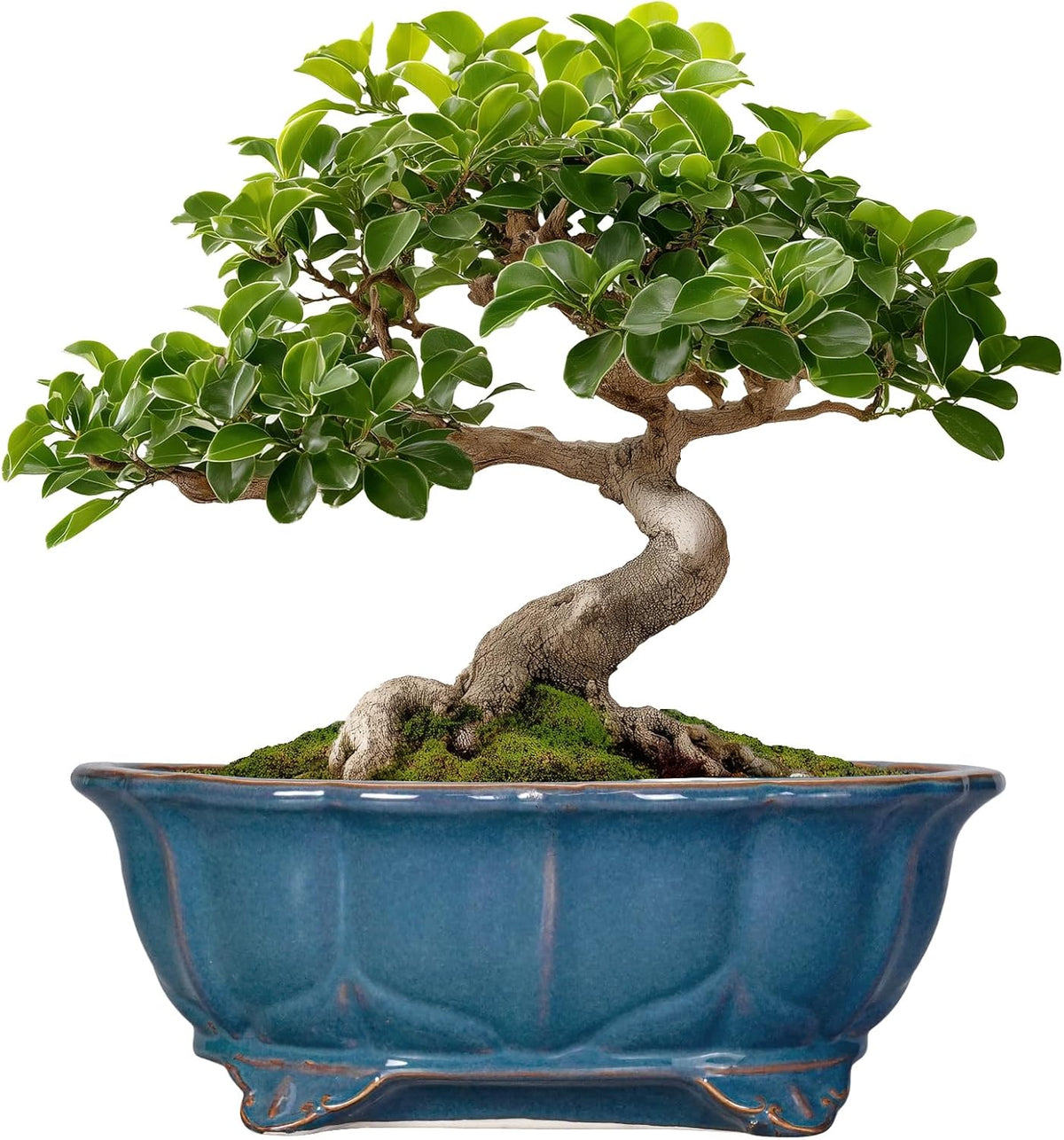 Bonsai Tree Pot - 11 Inch Ceramic Succulent Pots, Bonsai Planter for Indoor Outdoor, Decorative