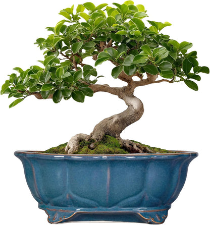 Bonsai Tree Pot - 11 Inch Ceramic Succulent Pots, Bonsai Planter for Indoor Outdoor, Decorative