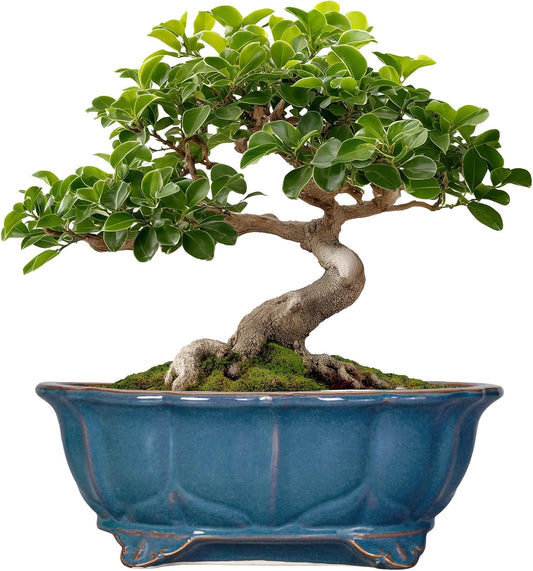 Bonsai Tree Pot - 11 Inch Ceramic Succulent Pots, Bonsai Planter for Indoor Outdoor, Decorative