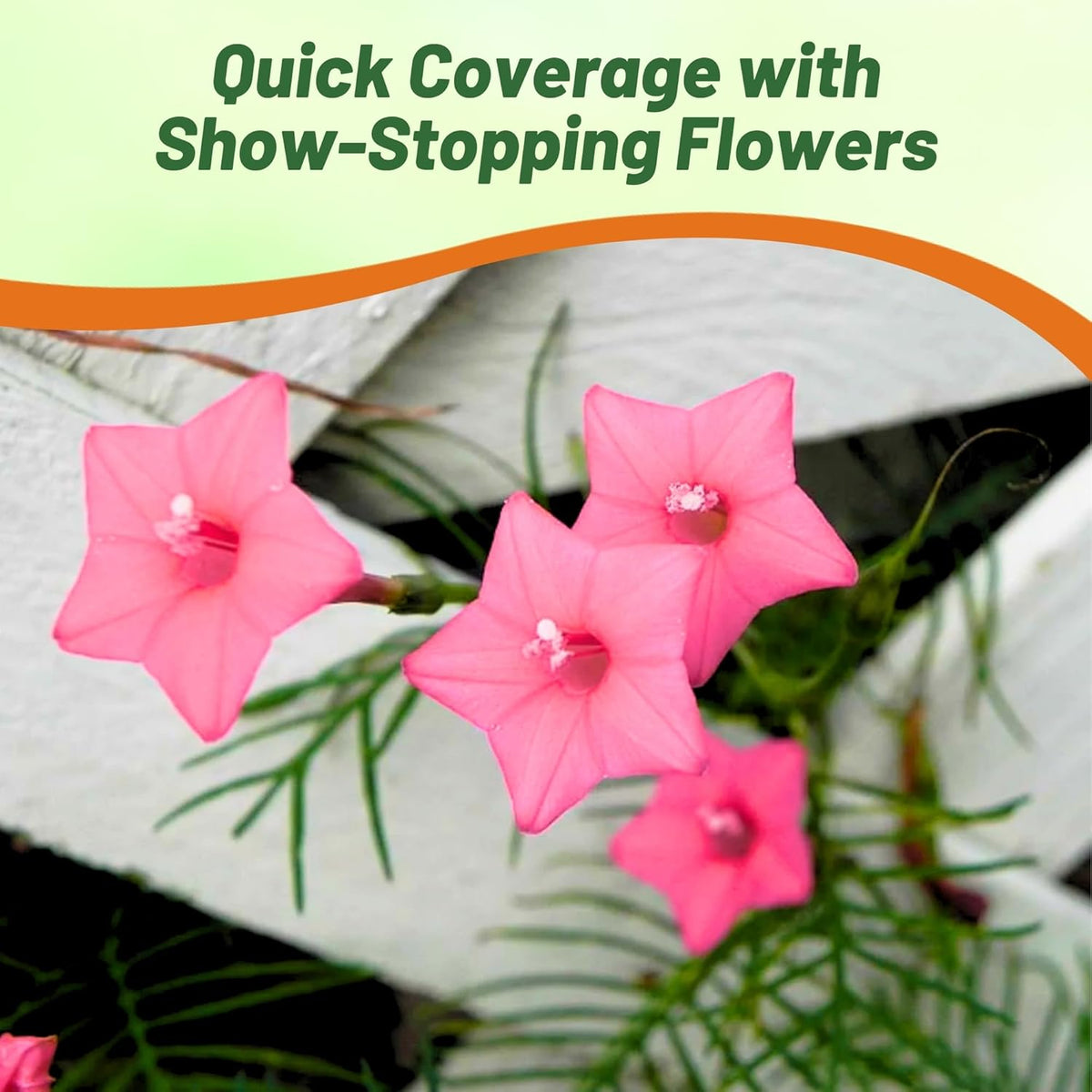 Outsidepride Rose Cypress Vine Seeds - 200 Pcs Annual Flower Seeds with Nectar-Rich, Star-Shaped
