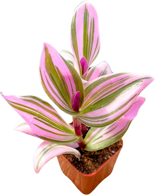 2" Unique Succulents Plants Live, Live Starter Succulent Plants, Easy Care House Plants Rooted in