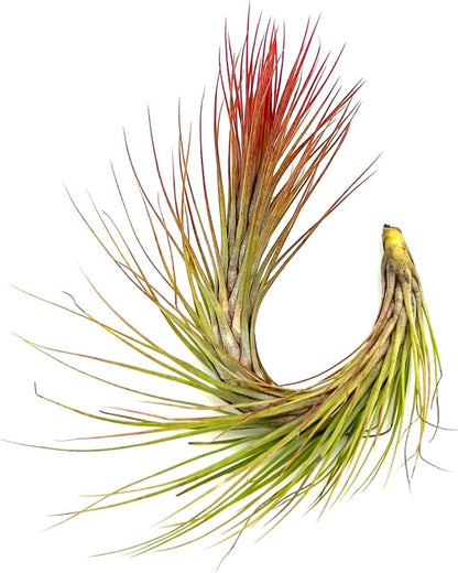 ragnaroc Air Plants - Tillandsia Funckiana Hybrid, Large 5-7" - 5ct - Live Arrival Guaranteed